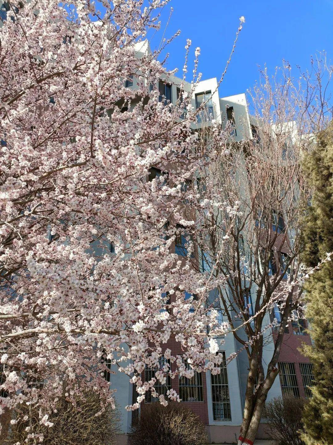 内蒙古大学毕业证(内蒙古大学毕业证样本)