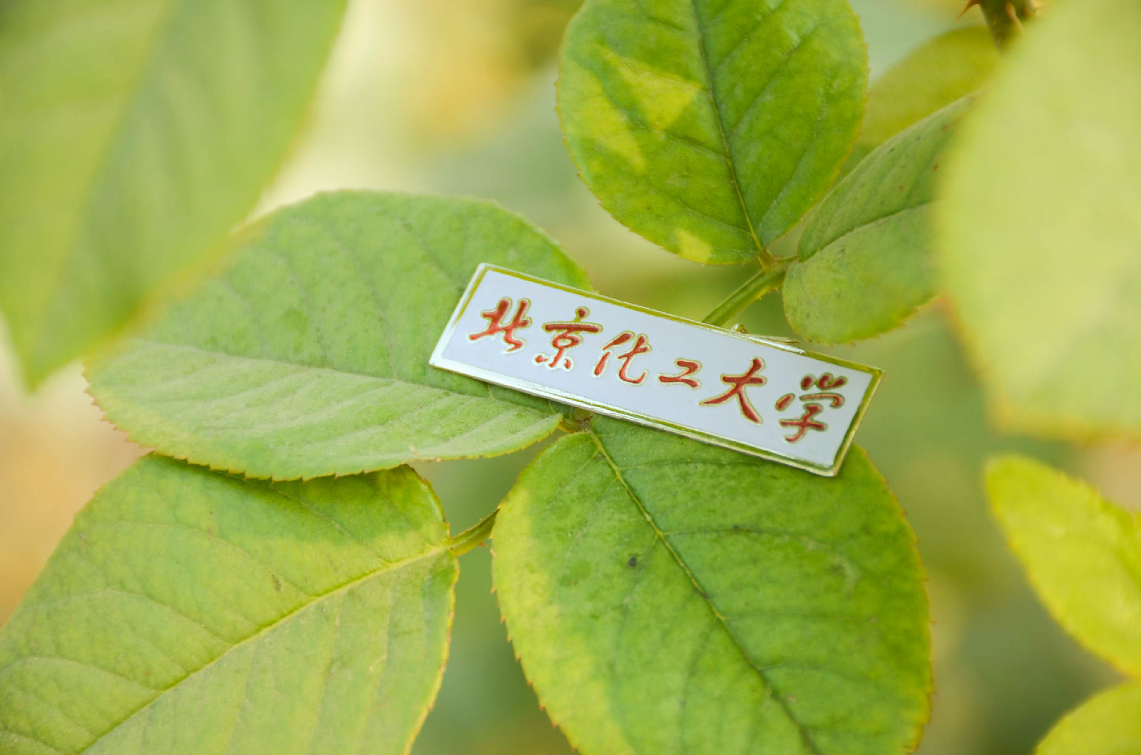 北京化工大学毕业证书什么样的